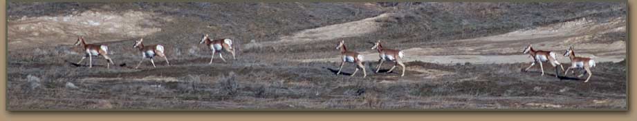 Umatilla Basin antelope near Well Sping (Oregon Trail).
