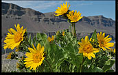 Balsam Root Grand Coulee