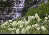 Bear grass waterfall near Logan Pass