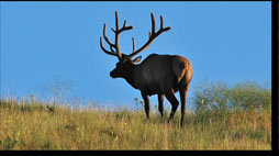 Bull Elk National Bison Range