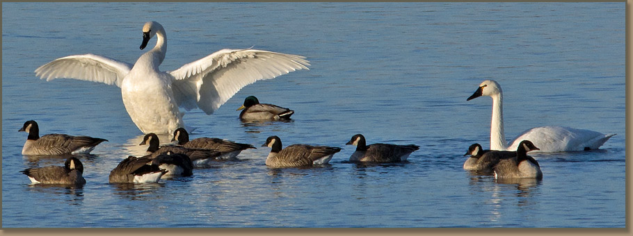 Tundra swans with Canada geese and mallard duck at McNary National Wildlife Refuge.