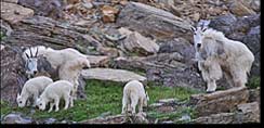 Mountain goats near Logan Pass