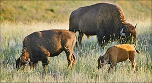 Bison graze National Bison Range