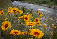 Glacier National Park wildflowers.