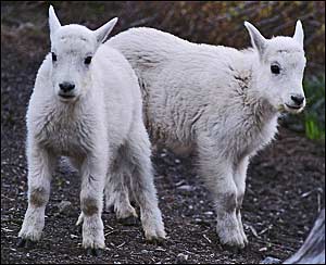 Young mountain goats near Logan Pass